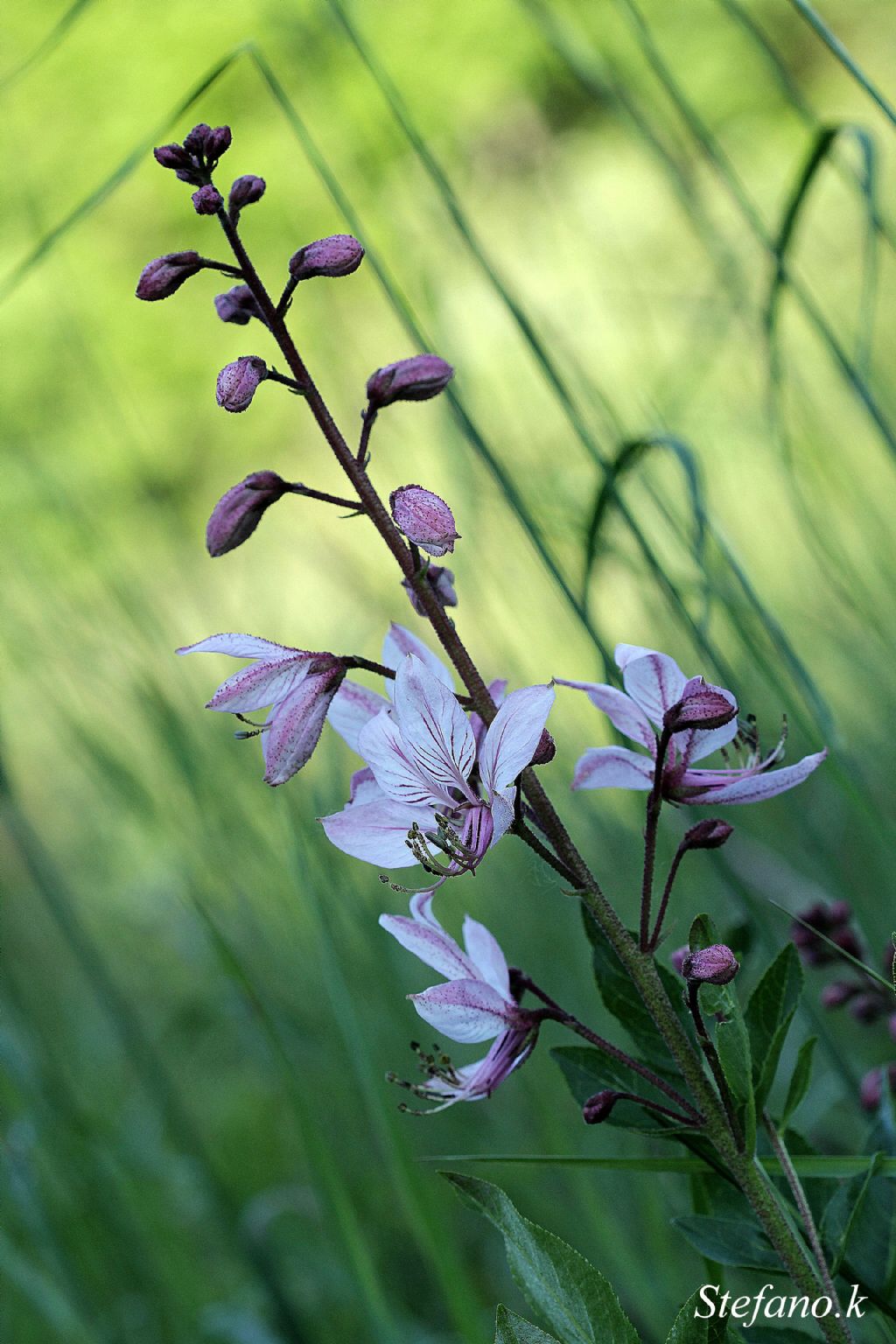 Dictamnus albus
